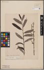 Foto von Salix aurita L. x Salix eleagnos Scop.